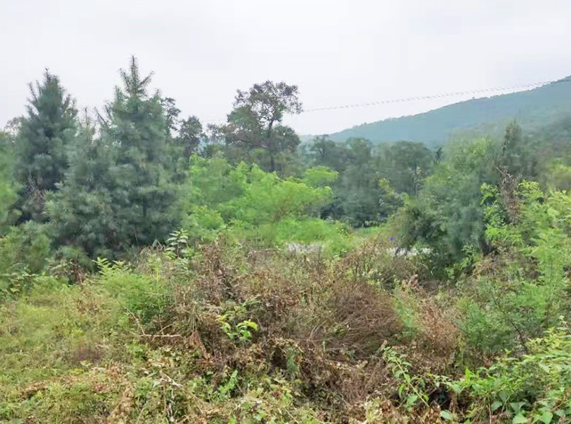 紅松林2023年—2027年球果采摘權(quán)公開(kāi)拍賣(mài)